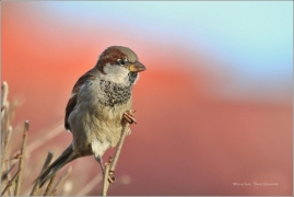<p>VRABEC DOMÁCÍ (Passer domesticus)</p>